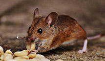 24 Hour & Emergency Exterminators in Elk Mills, MD